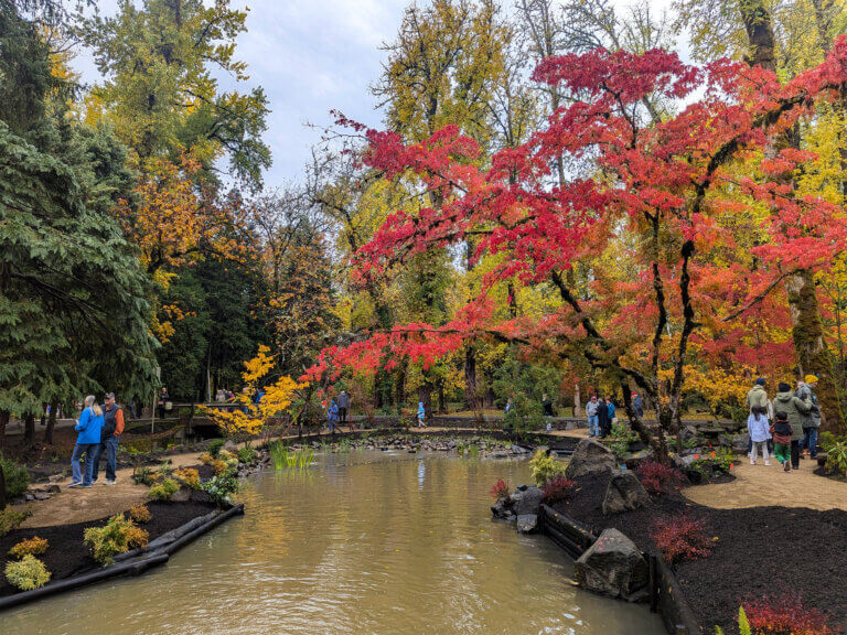 Japanese maples overarching a pond feature, Dallas City Park